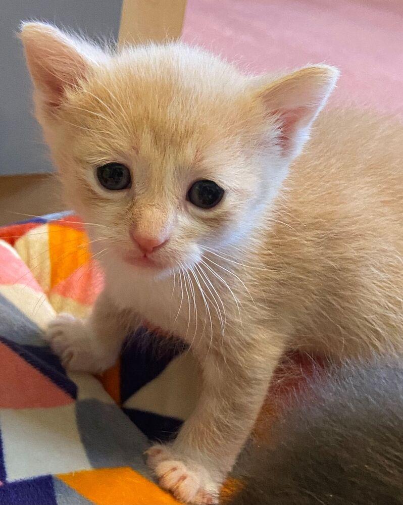 Enlarge Maddy, a Adoptable Domestic Short Hair in McPherson, KS image 4/6