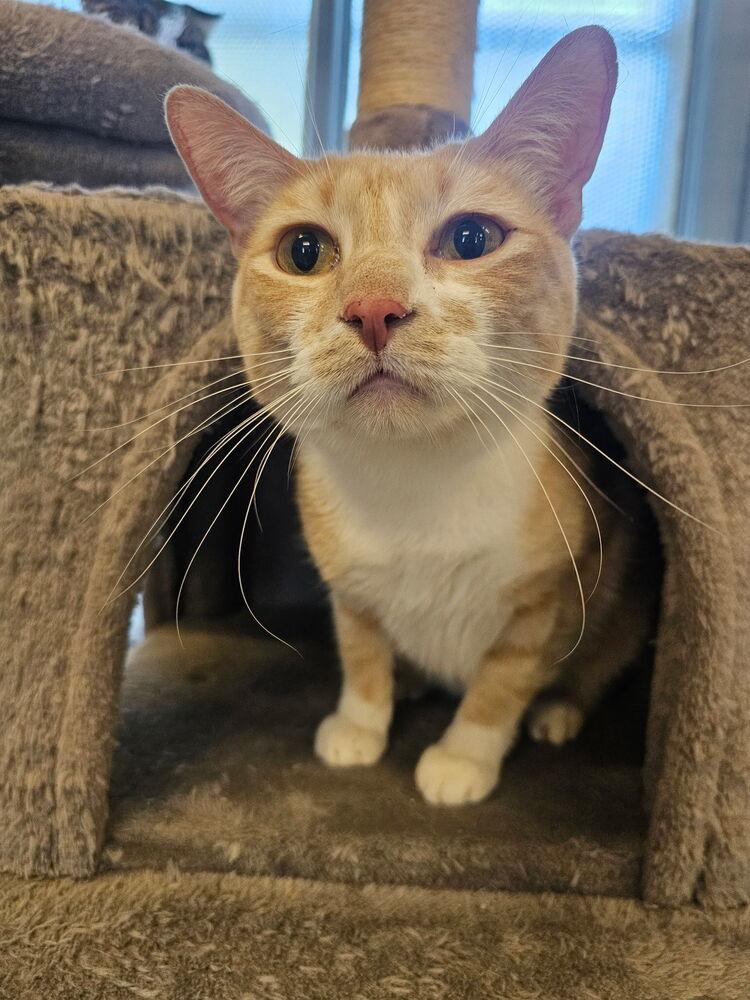 Enlarge Maddy, a Adoptable Domestic Short Hair in McPherson, KS image 5/6