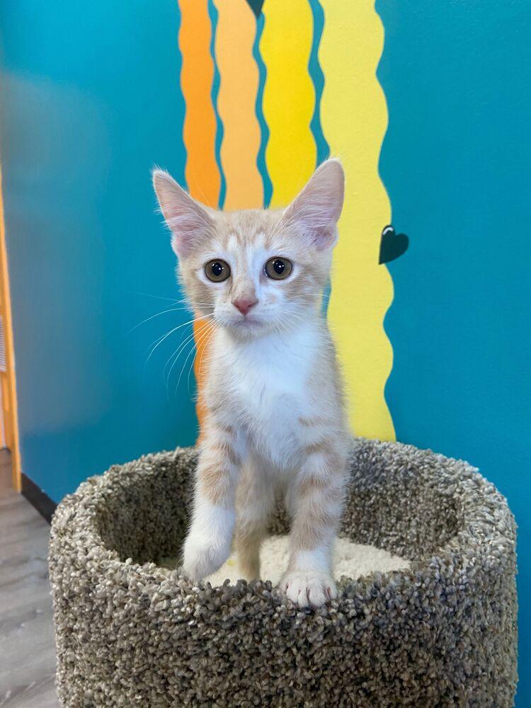 Enlarge Maddy, a Adoptable Domestic Short Hair in McPherson, KS image 6/6