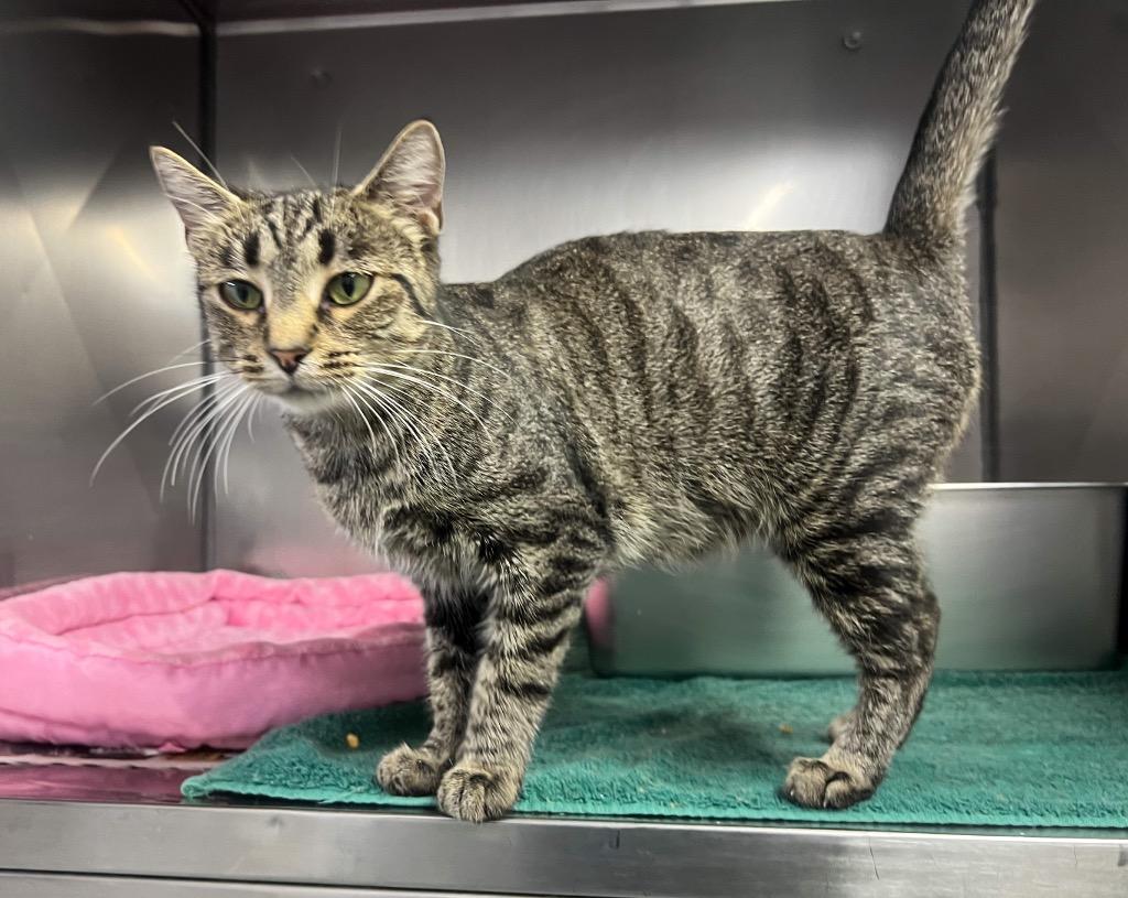 Enlarge Everleigh, a Adopted mixed breed in Murray, KY image 2/3