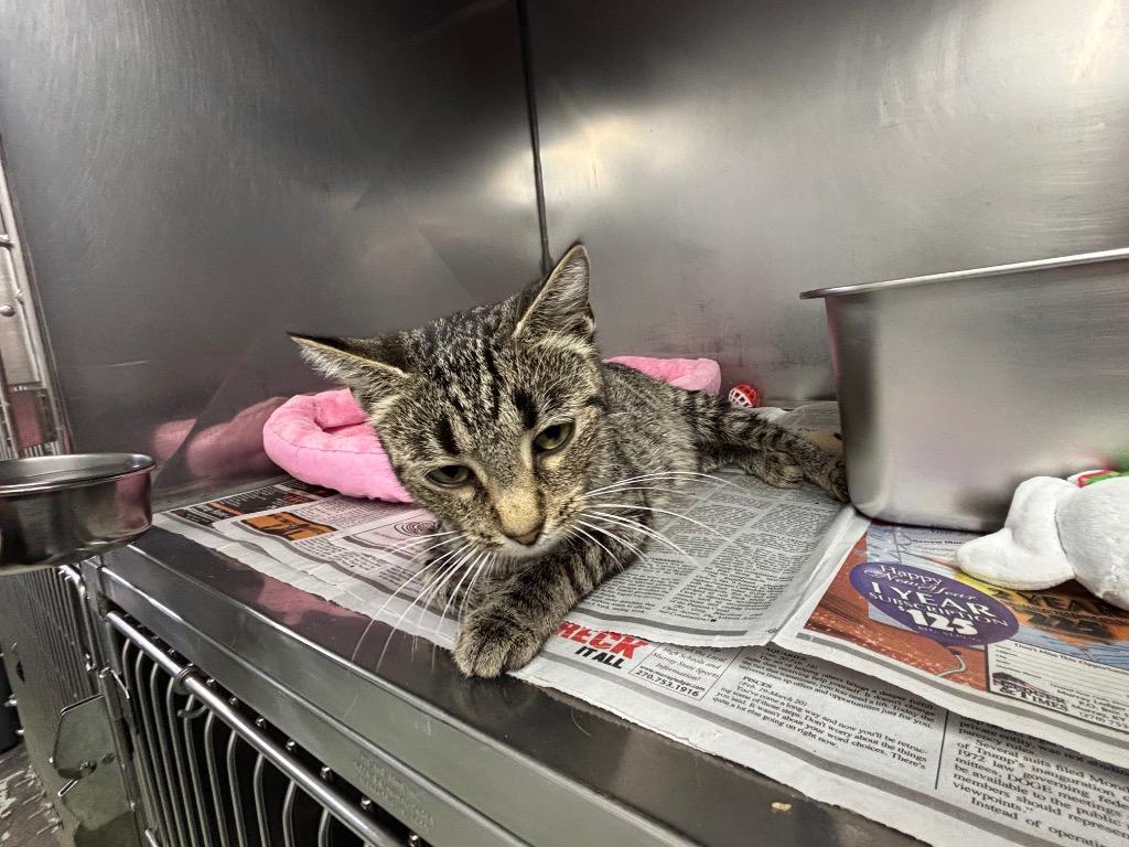 Everleigh, Adoptable, Young Female Domestic Short Hair.