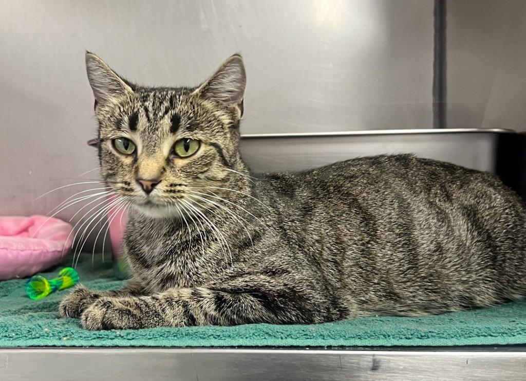 Enlarge Everleigh, a Adopted mixed breed in Murray, KY image 3/3