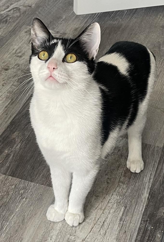 Ophelia Ritt, Adoptable, Kitten Female Domestic Short Hair.