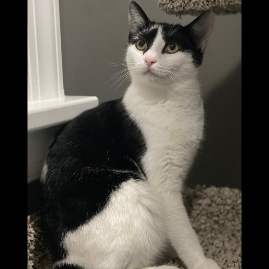 Ophelia Ritt, a Adoptable Domestic Short Hair in Mount Laurel, NJ image 2/6