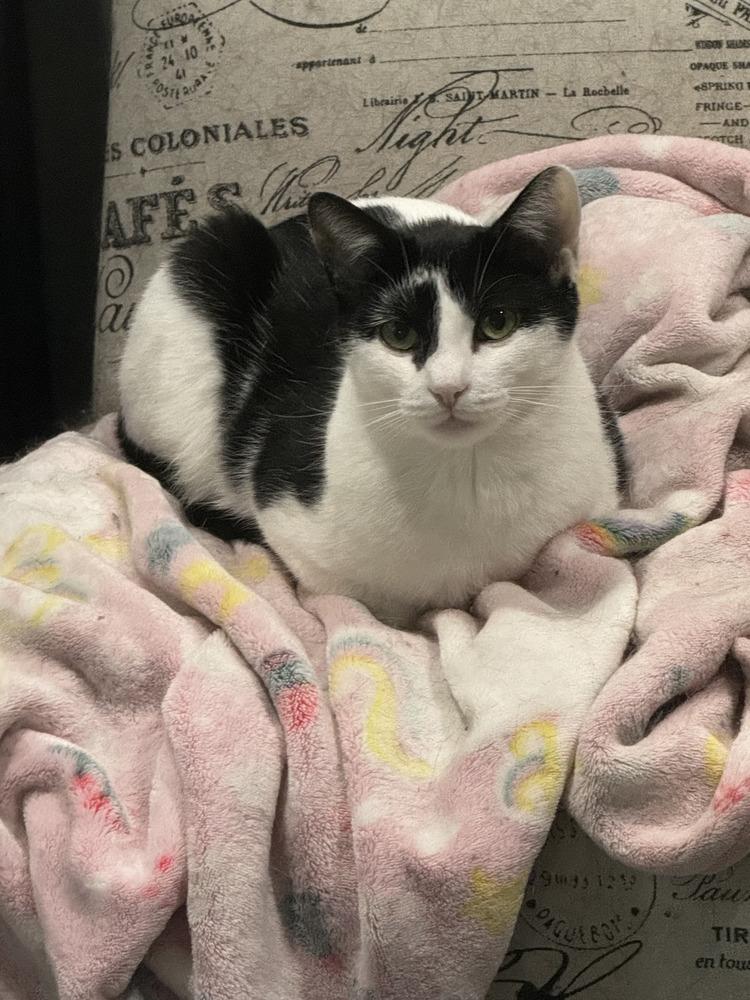 Ophelia Ritt, a Adoptable Domestic Short Hair in Mount Laurel, NJ image 3/6