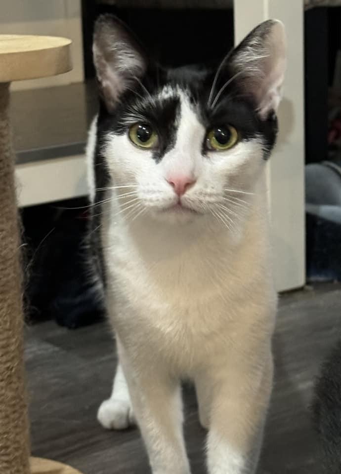 Ophelia Ritt, a Adoptable Domestic Short Hair in Mount Laurel, NJ image 4/6