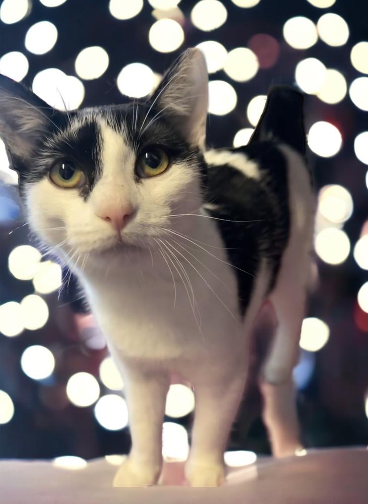 Ophelia Ritt, a Adoptable Domestic Short Hair in Mount Laurel, NJ image 6/6
