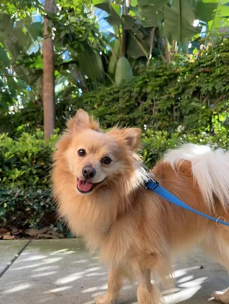 Enlarge Clover, a ADOPTABLE Pomeranian in Placentia, CA image 1/1