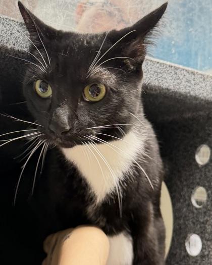 Jinx, Adoptable, Adult Female Domestic Medium Hair & Domestic Short Hair.