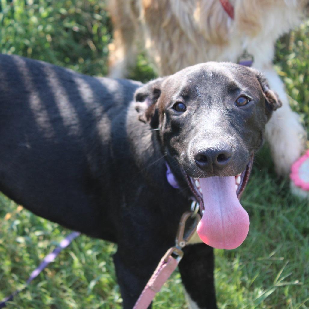 Zach, Adoptable, Young Male Retriever.