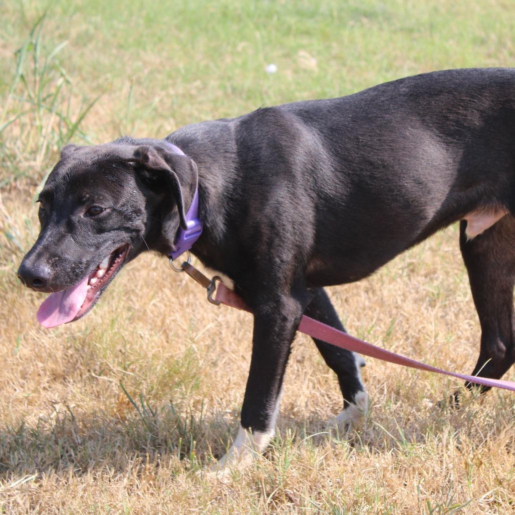 Enlarge Zach, a Adoptable Retriever in Cleveland, MS image 2/2