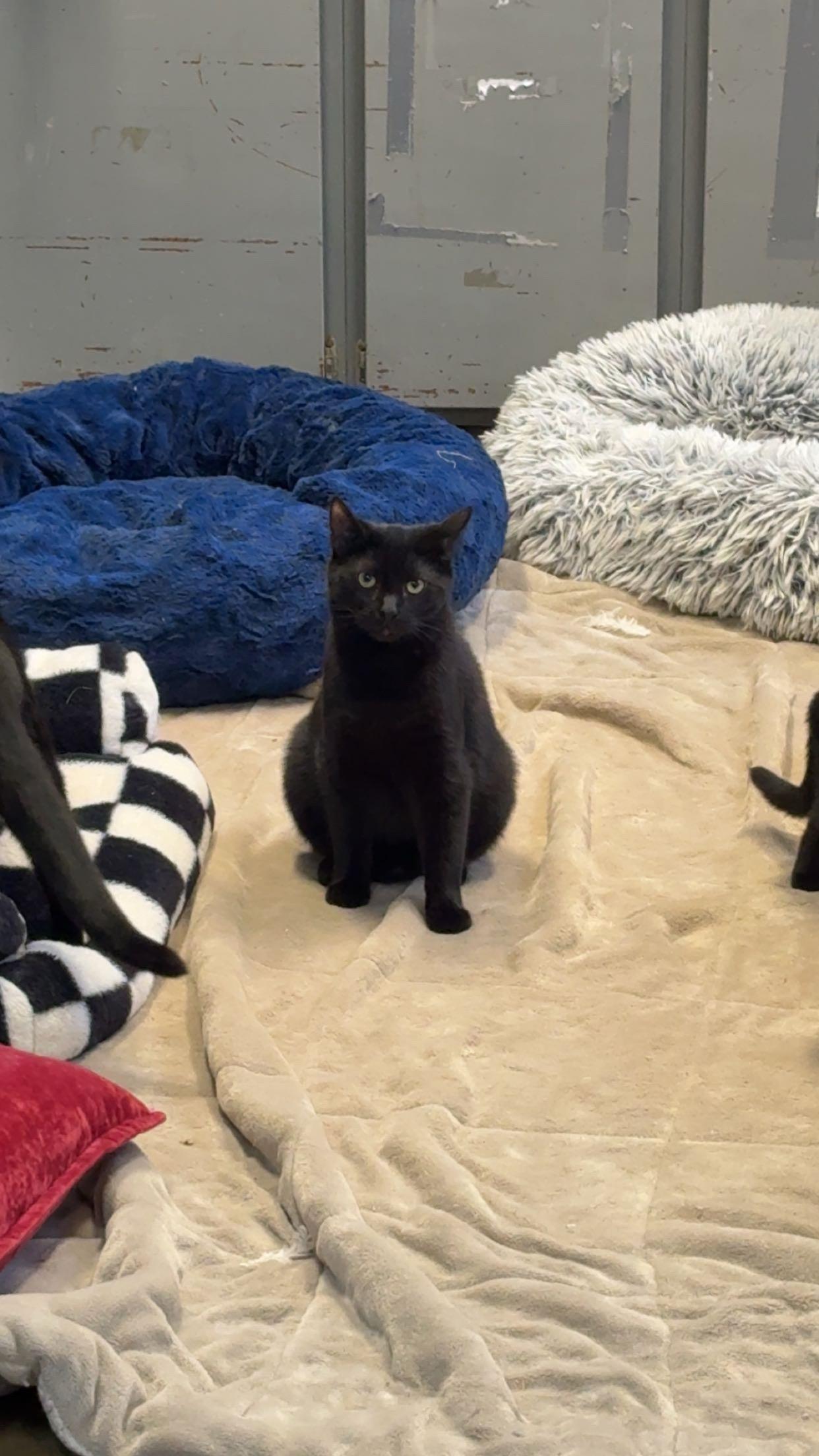 Enlarge Hershey, a Adoptable Domestic Short Hair in Hermitage, PA image 5/6