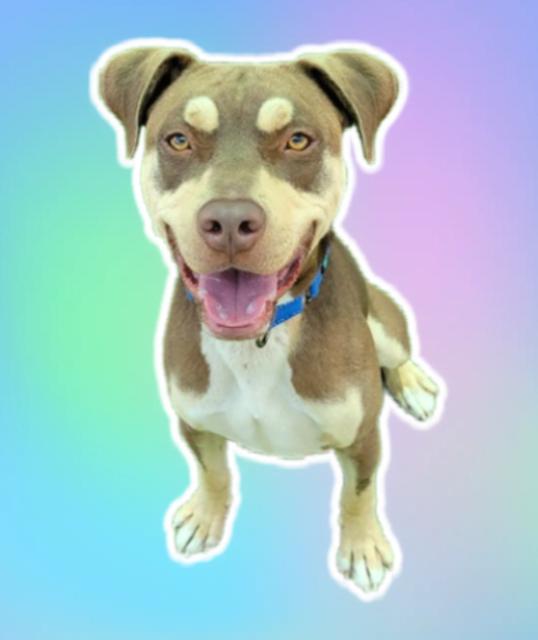 ANSEL, Adoptable, Young Male Pit Bull Terrier & Mixed Breed.