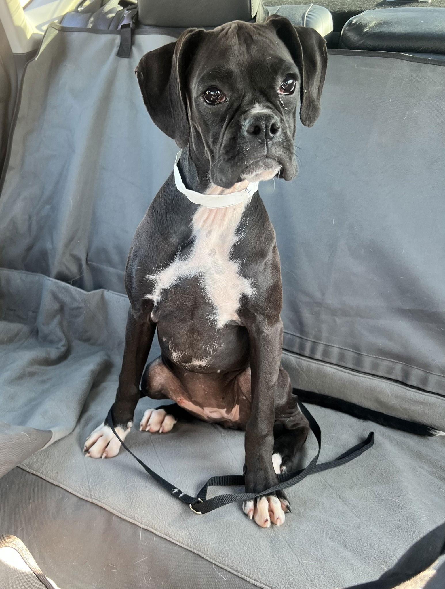 Enlarge Maggie 2024-1, a Adopted Boxer in McMinnville, OR image 1/3