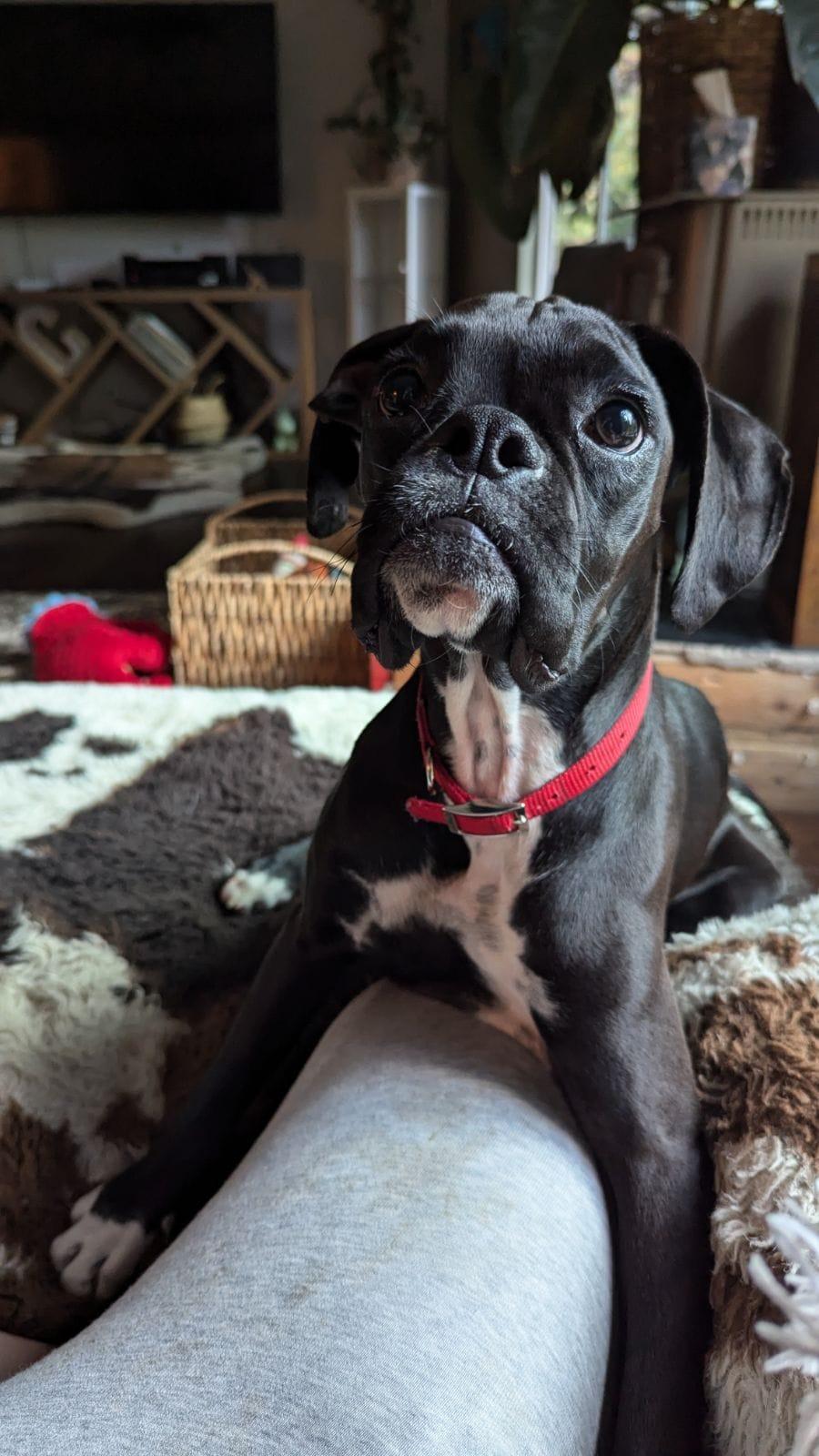 Enlarge Maggie 2024-1, a Adopted Boxer in McMinnville, OR image 2/3