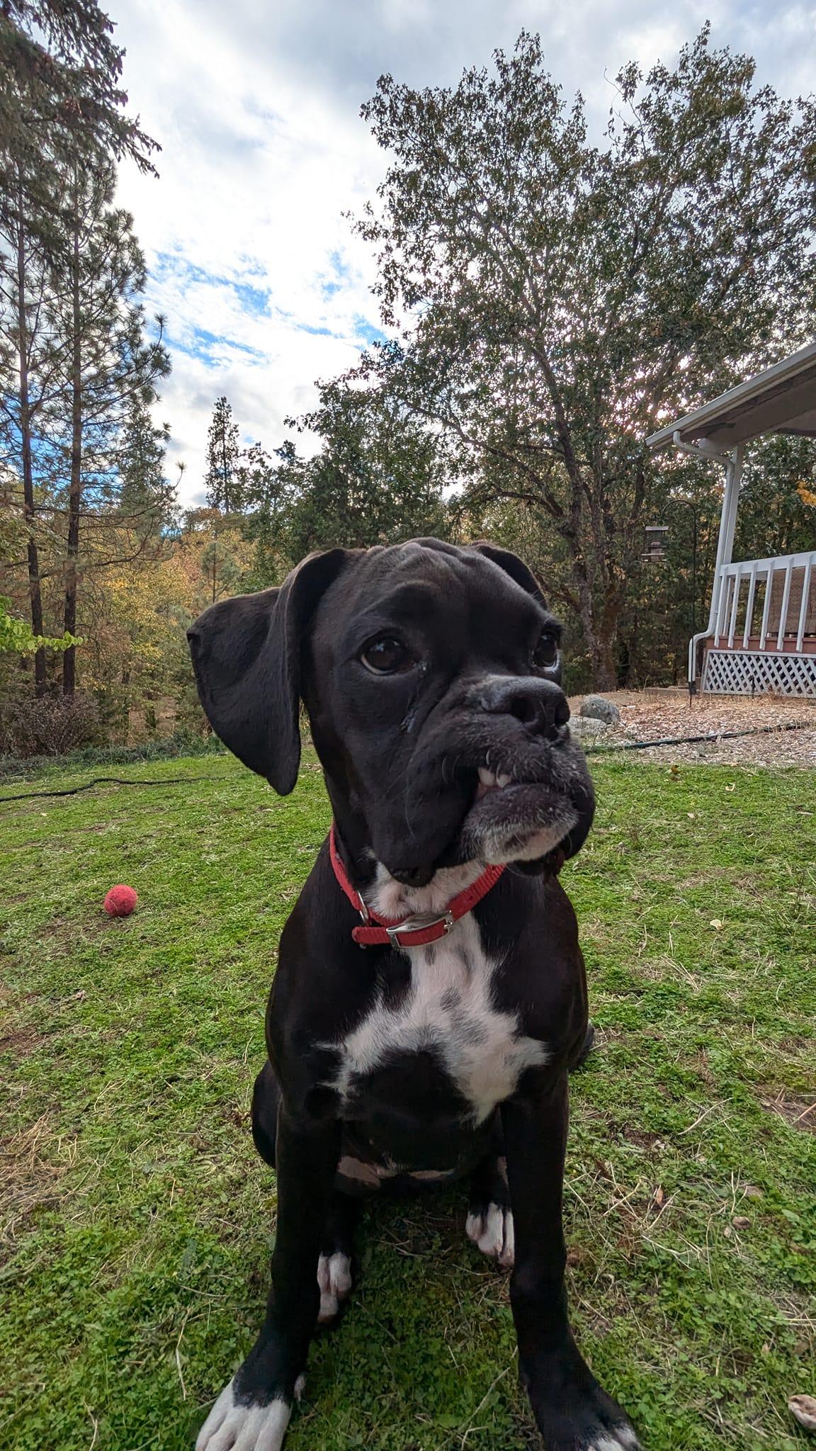 Enlarge Maggie 2024-1, a Adopted Boxer in McMinnville, OR image 3/3