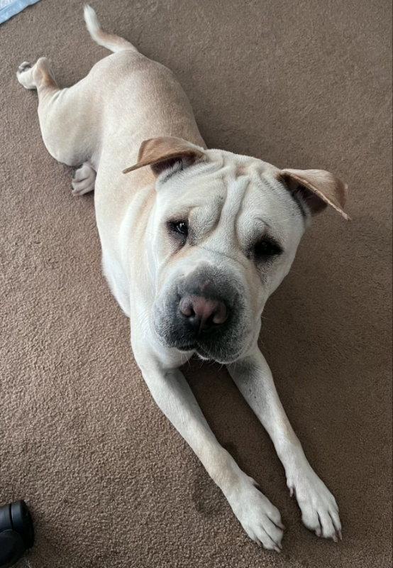 Camilla (aka Cami), Adoptable, Adult Female Shar-Pei & Boxer.