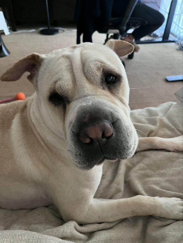 Camilla (aka Cami), a Adoptable mixed breed in Discovery Bay, CA image 2/3