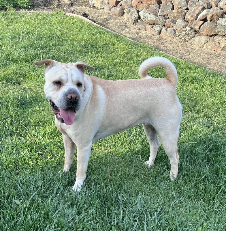 Camilla (aka Cami), a Adoptable Shar-Pei in Discovery Bay, CA image 2/3