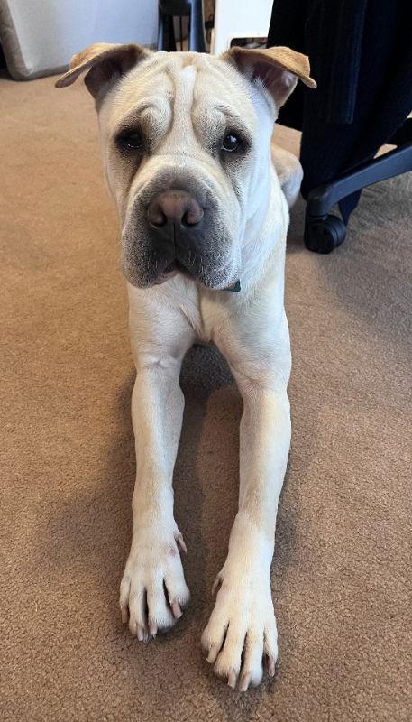 Enlarge Camilla (aka Cami), a Adoptable Shar-Pei in Manteca, CA image 1/3