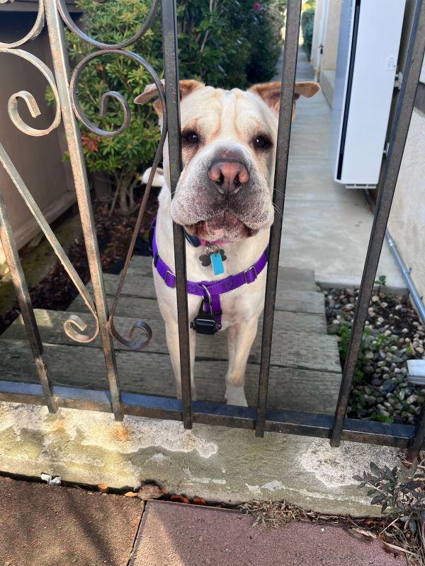 Enlarge Camilla (aka Cami), a Adoptable Shar-Pei in Manteca, CA image 2/3