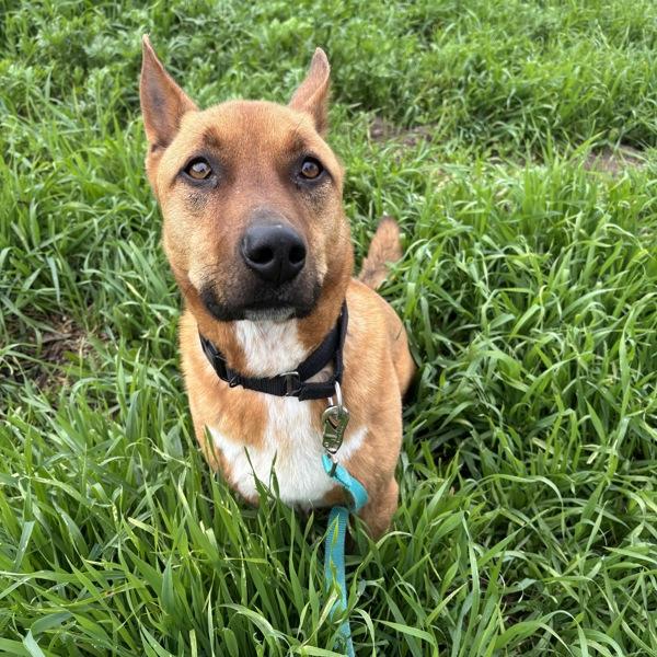 Victor, Adoptable, Adult Male Corgi & Shepherd.