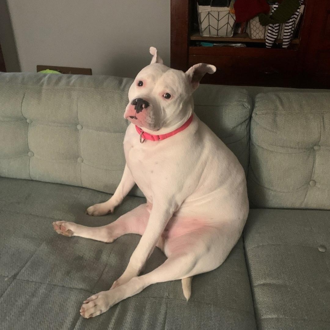 Petunia cl , Adoptable, Adult Female Pit Bull Terrier.