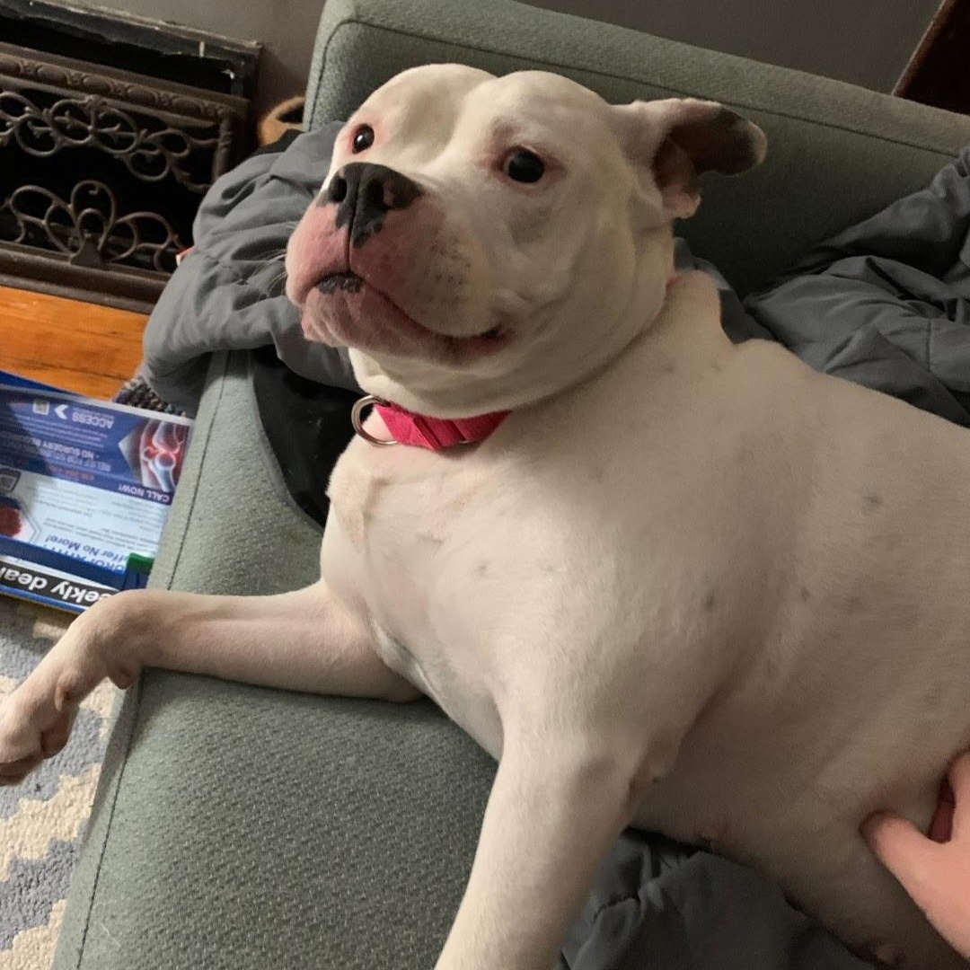 Enlarge Petunia cl , a Adoptable mixed breed in Kansas City, MO image 2/4