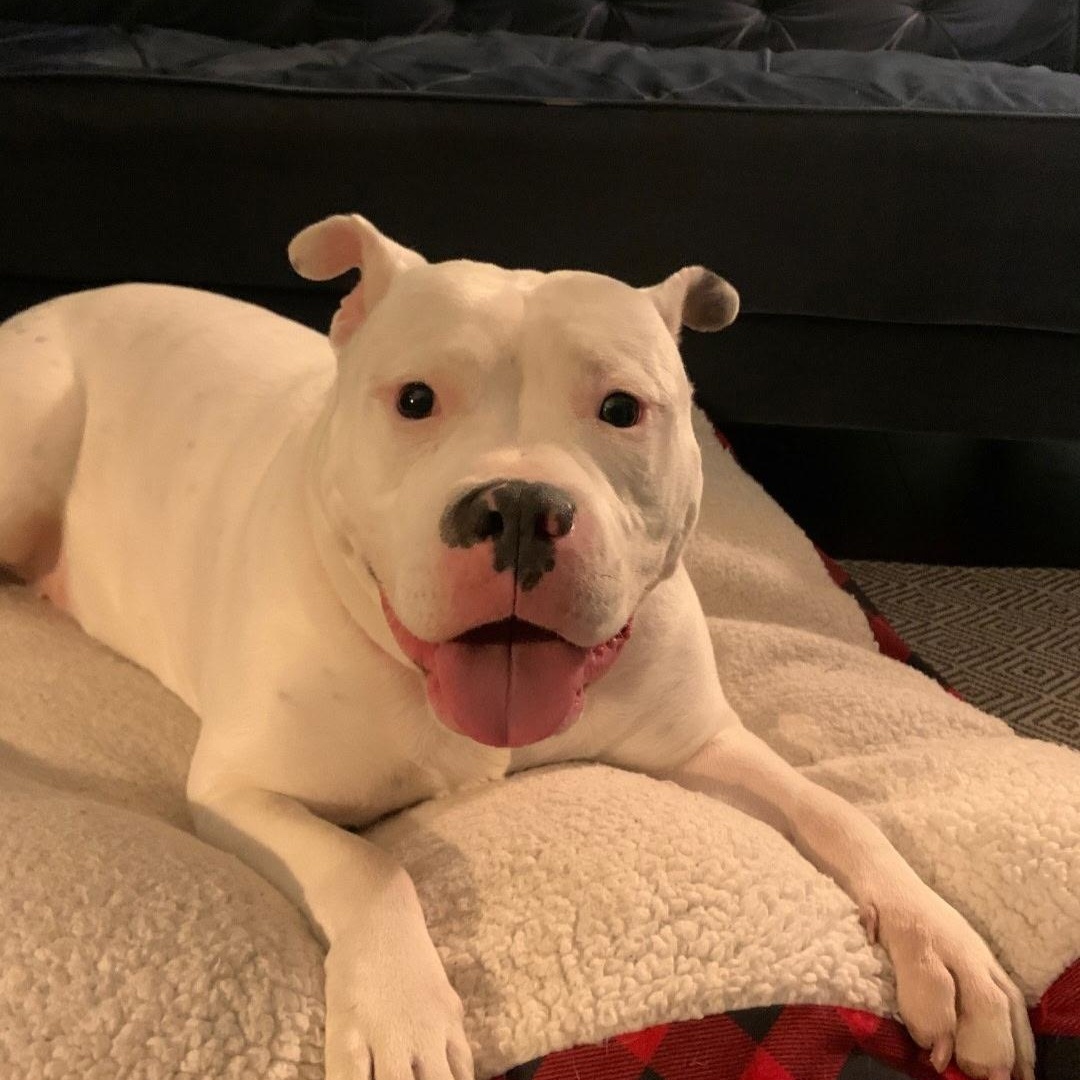 Enlarge Petunia cl , a Adoptable mixed breed in Kansas City, MO image 3/4