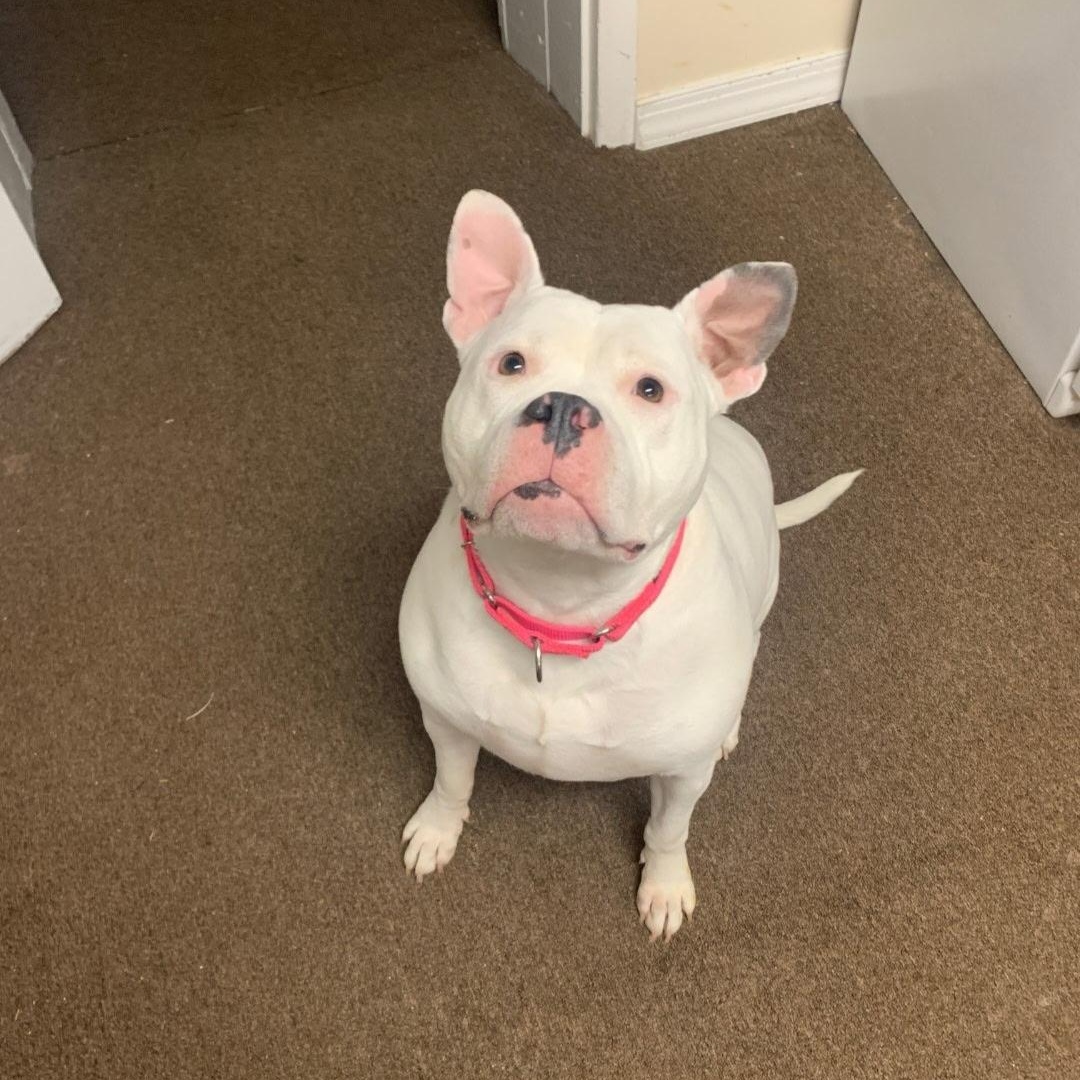 Enlarge Petunia cl , a Adoptable mixed breed in Kansas City, MO image 4/4