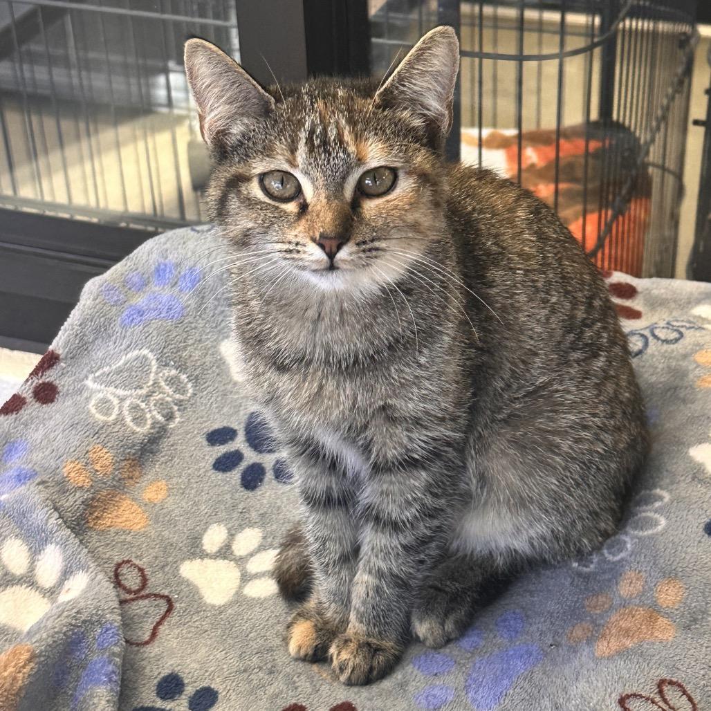 Sweet Honey, Adoptable, Young Female Domestic Short Hair.