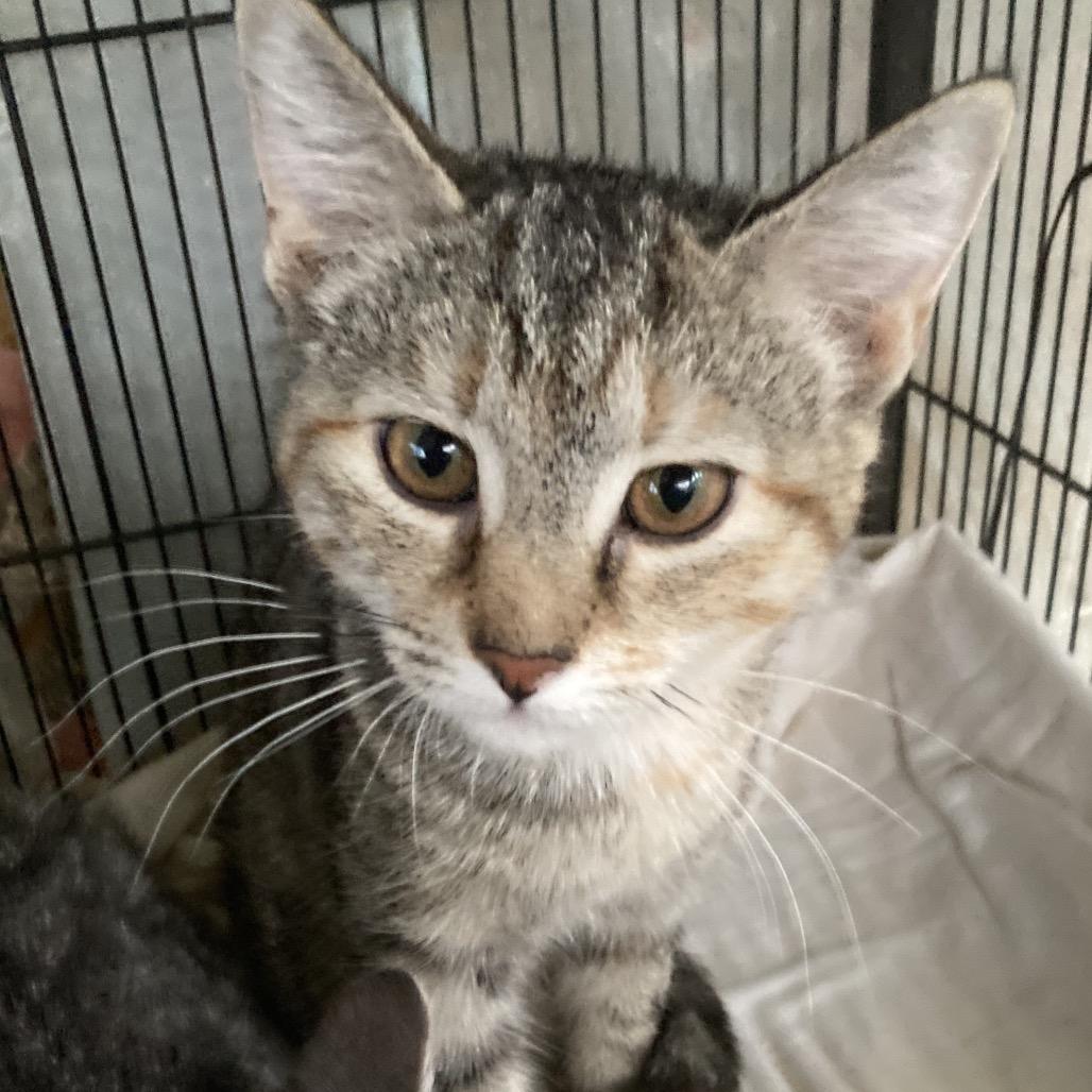 Enlarge Sweet Honey, a Adoptable Domestic Short Hair in Rocky Mount, VA image 2/2