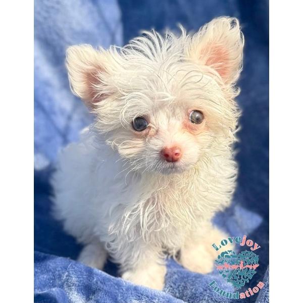 Ashley, an adopted mixed breed in Inglewood, CA image 3/4