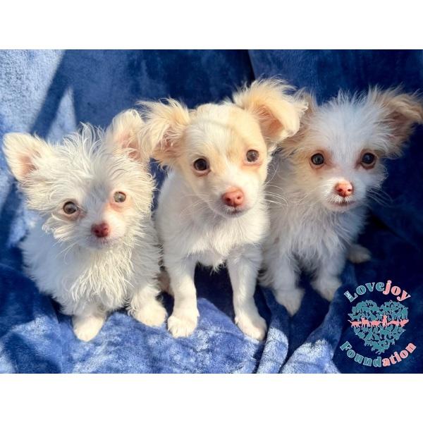 Ashley, adopted, Puppy Male Maltese & Terrier.