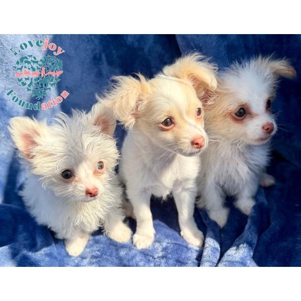 Ashley, an adopted mixed breed in Inglewood, CA image 2/4