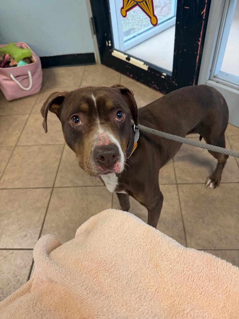 Enlarge CeCe, a Adoptable Pit Bull Terrier in Marion, OH image 1/1