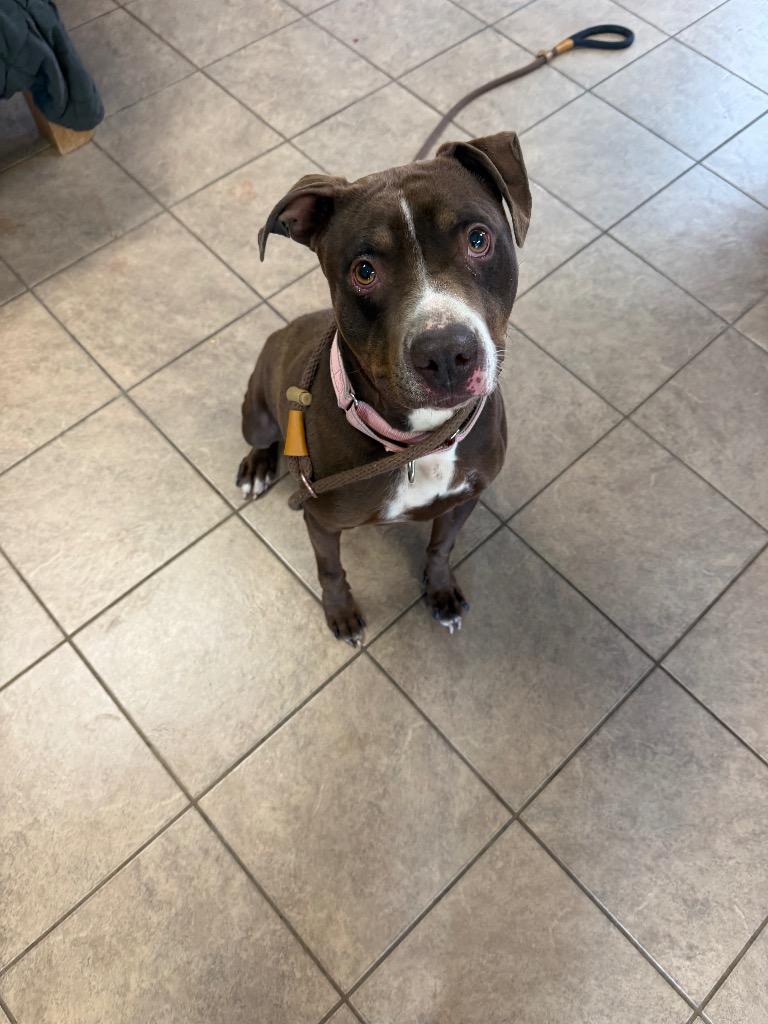 CeCe, a Adoptable Pit Bull Terrier in Marion, OH image 2/3