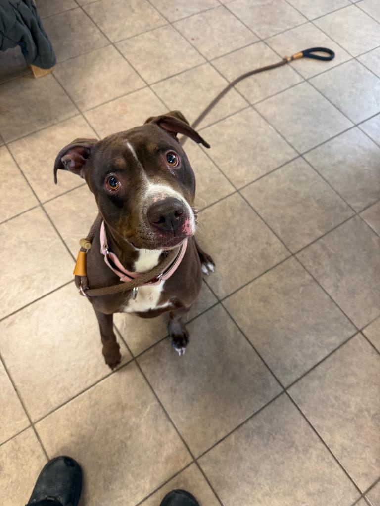CeCe, a Adoptable Pit Bull Terrier in Marion, OH image 3/3