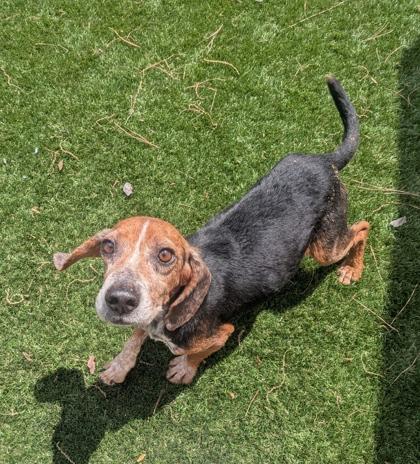 Enlarge Lennox, a Adoptable mixed breed in Louisburg, NC image 1/1