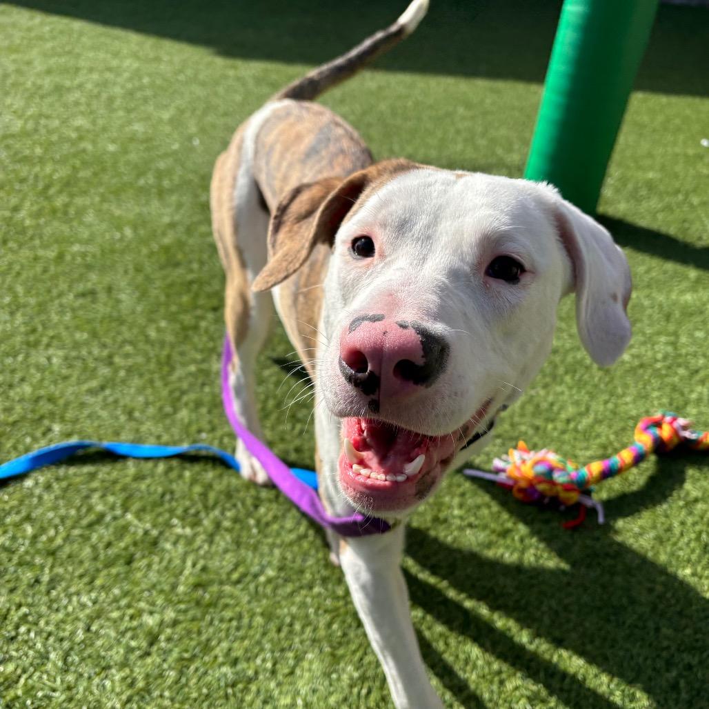 Enlarge Molly, a Adoptable Mixed Breed in Washington Township, OH image 1/6