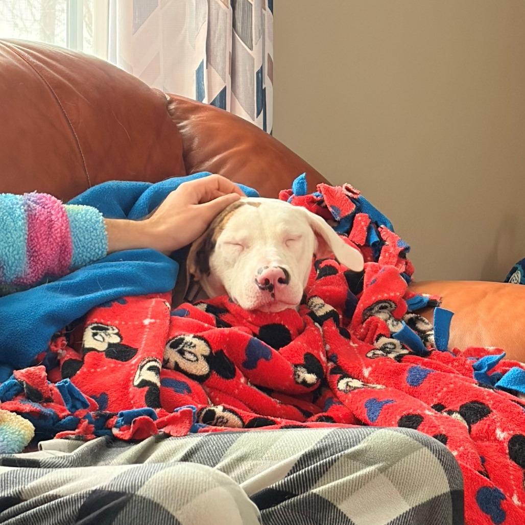 Enlarge Molly, a Adoptable Mixed Breed in Washington Township, OH image 2/6