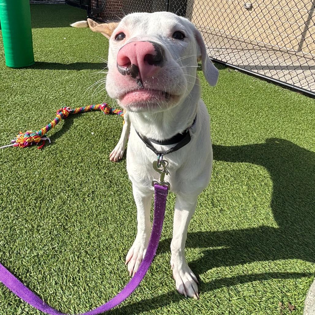 Enlarge Molly, a Adoptable Mixed Breed in Washington Township, OH image 3/6