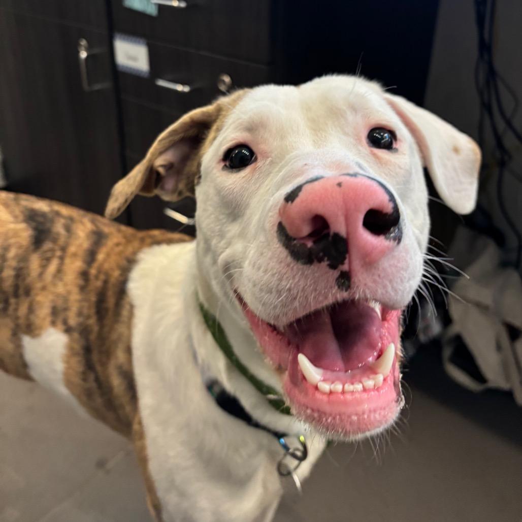 Enlarge Molly, a Adoptable Mixed Breed in Washington Township, OH image 4/6