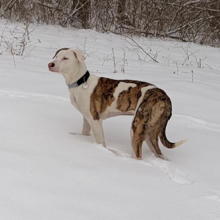 Enlarge Molly, a Adoptable Mixed Breed in Washington Township, OH image 5/6