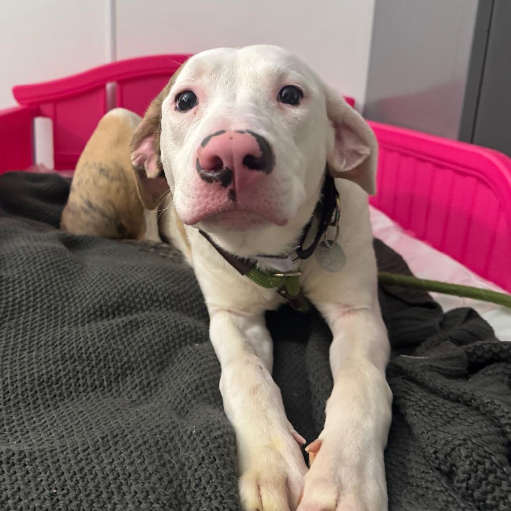 Enlarge Molly, a Adoptable Mixed Breed in Washington Township, OH image 6/6