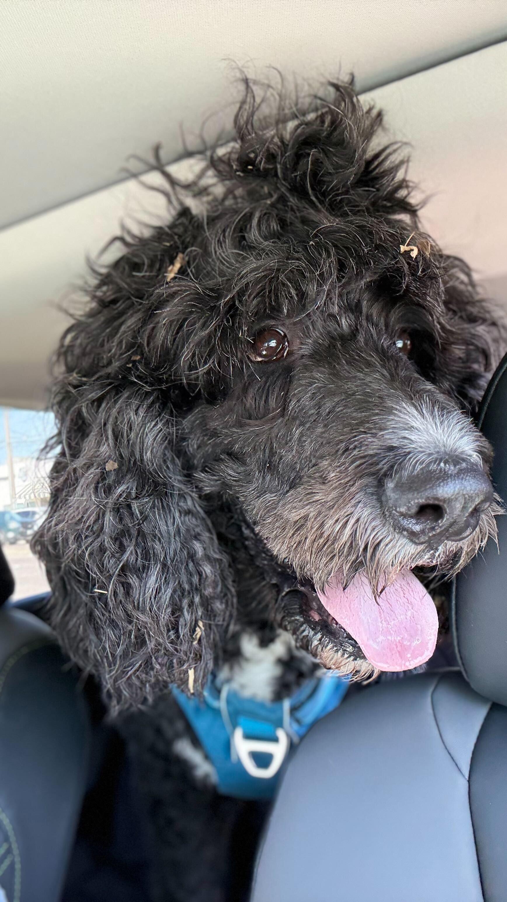 Enlarge Packer, an adopted Bernadoodle in Garland, TX image 2/4
