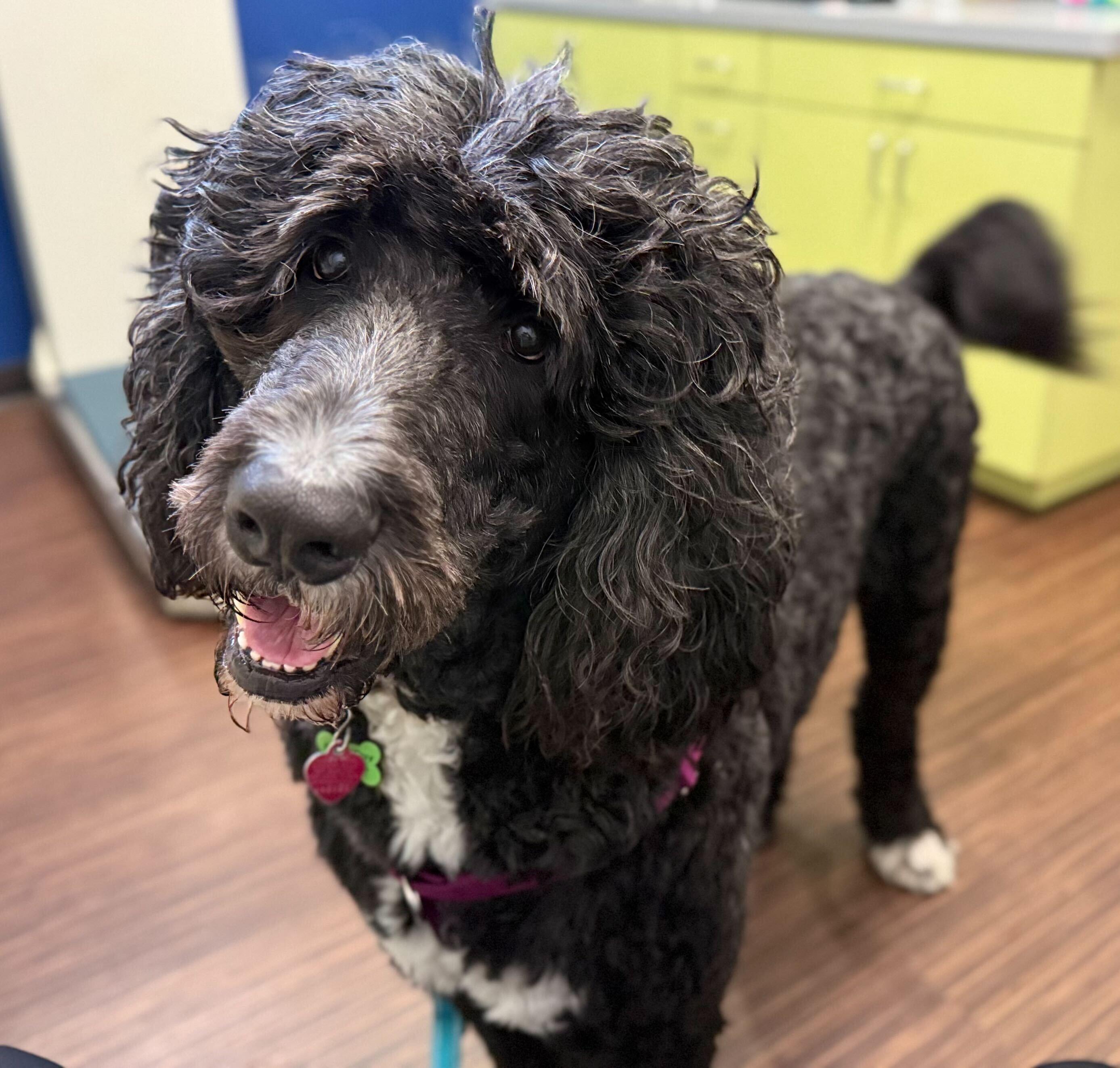 Enlarge Packer, an adopted Bernadoodle in Garland, TX image 3/4