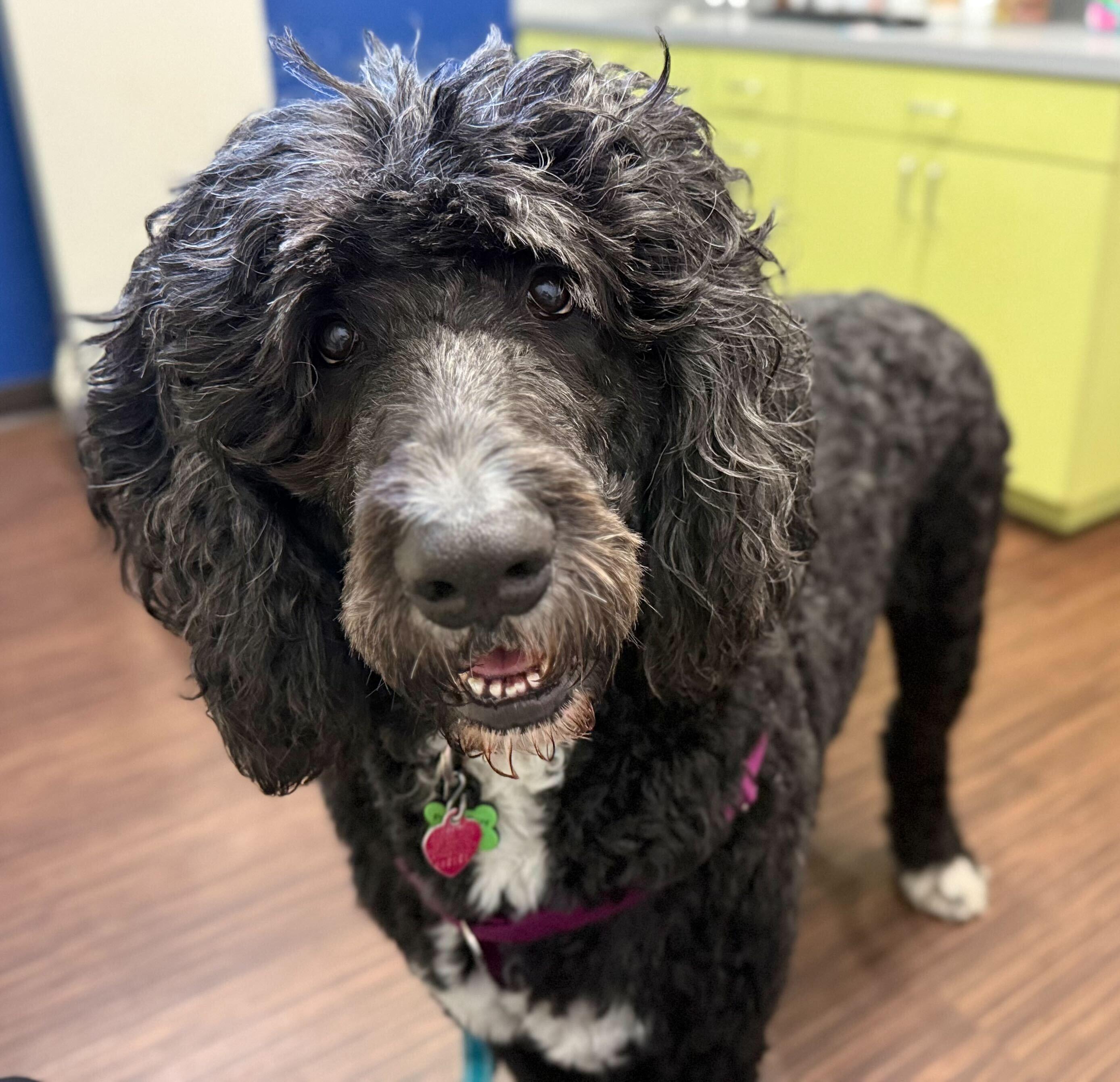 Packer, adopted, Adult Male Bernadoodle.