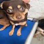 Enlarge Gambit, a Adoptable Chihuahua in Buellton, CA image 1/1