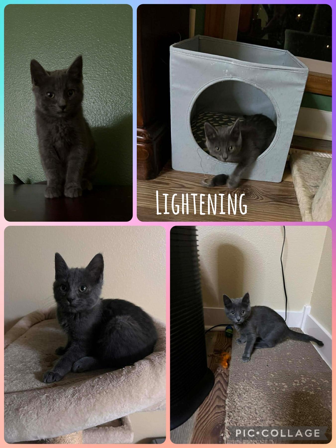 Enlarge Lightning, a Adoptable Domestic Short Hair in Newberg, OR image 1/1
